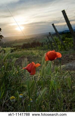 Poppy in vineyard, Barbastro, Huesca, Spain View Large Photo Image Stock Photo - Poppy in vineyard, Barbastro, Huesca, Spain. Fotosearch