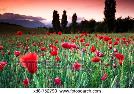 Poppy (Papaver rhoeas) field at sunset View Large Photo Image Stock Image - Poppy (Papaver rhoeas) field at sunset. Fotosearch