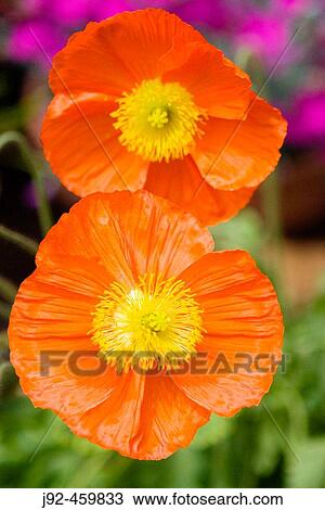 Poppy (Papaver) source of drugs such as morphine and codeine View Large Photo Image Stock Image - Poppy (Papaver) source of drugs such as morphine and codeine. Fotosearch