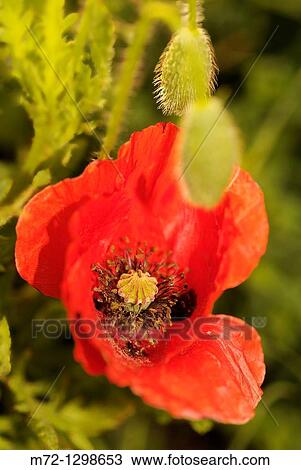 Poppy View Large Photo Image Stock Image - Poppy. Fotosearch