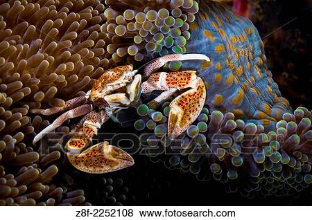 porcelain crab, Neopetrolisthes maculatus, sifting plankton from seawate; Wall outside of Bat Cave, Russell Islands, Solomon Islands, Aboard Spirit of the Solomons Macro Shots with 60mm. View Large Photo Image Stock Photo - porcelain crab, Neopetrolisthes maculatus, sifting plankton from seawate; Wall outside of Bat Cave, Russell Islands, Solomon Islands, Aboard Spirit of the Solomons Macro Shots with 60mm.. Fotosearch