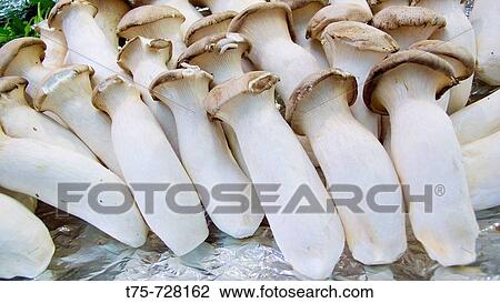 Porcini (Boletus edulis) View Large Photo Image Stock Image - Porcini (Boletus edulis). Fotosearch