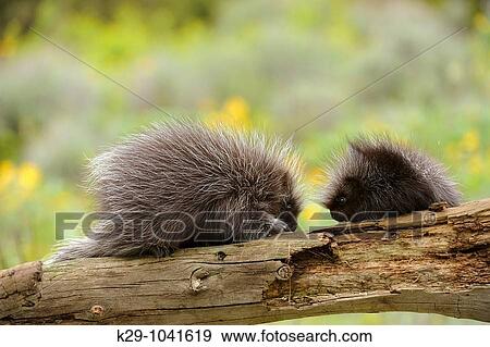 Porcupine Erethizon dorsatum Baby and adult View Large Photo Image Stock Photo - Porcupine Erethizon dorsatum Baby and adult. Fotosearch