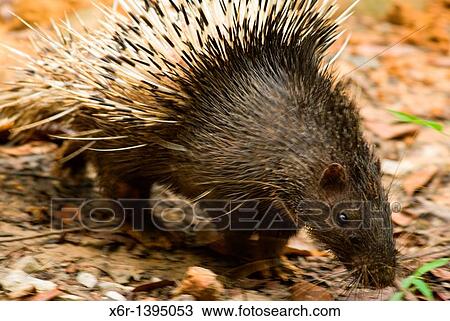 Stock Image - Porcupine of sarawak, Malasya. Fotosearch