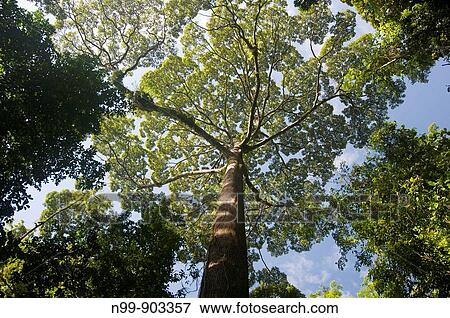 Poring rainforest canopy Sabah Borneo Malaysia View Large Photo Image Stock Photo - Poring rainforest canopy Sabah Borneo Malaysia. Fotosearch