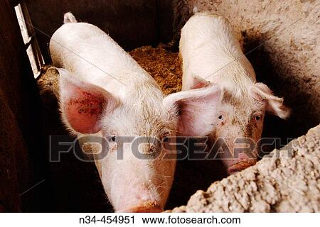 Porks in the pigsty View Large Photo Image Stock Image - Porks in the pigsty. Fotosearch