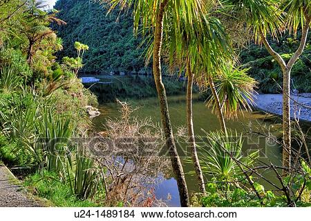 Pororari River Trail, Westcoast South Isalnd, New Zealand View Large Photo Image Picture - Pororari River Trail, Westcoast South Isalnd, New Zealand. Fotosearch