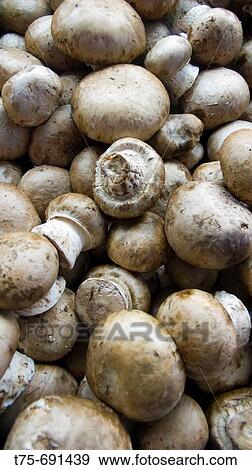 ? Portobello? mushrooms View Large Photo Image Stock Photo - ? Portobello? mushrooms. Fotosearch