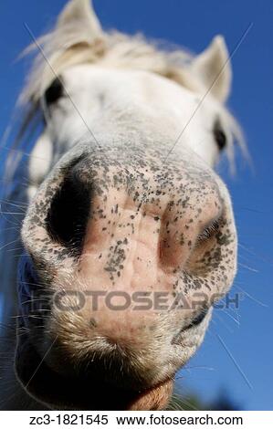 Portrait, horse, Camargue, Is? re, Rh? ne-Alpes, France. View Large Photo Image Stock Photography - Portrait, horse, Camargue, Is? re, Rh? ne-Alpes, France.. Fotosearch