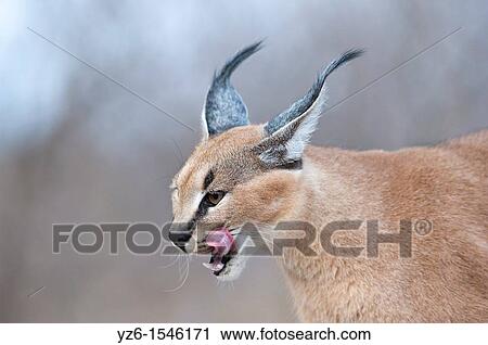 Portrait of a Caracal Caracal caracal with tongue out of his mouth Greater Kruger Park, South Africa. View Large Photo Image Stock Image - Portrait of a Caracal Caracal caracal with tongue out of his mouth Greater Kruger Park, South Africa.. Fotosearch