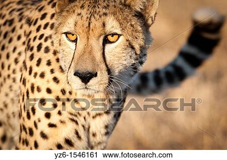 Portrait of a cheetah Acinonyx jubatus Greater Kruger Park, South Africa View Large Photo Image Stock Image - Portrait of a cheetah Acinonyx jubatus Greater Kruger Park, South Africa. Fotosearch