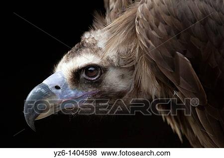 Portrait of a Cinereous vulture (Aegypius monachus), captive, Eifel National Park, Germany View Large Photo Image Stock Photo - Portrait of a Cinereous vulture (Aegypius monachus), captive, Eifel National Park, Germany. Fotosearch