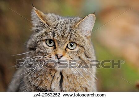 Stock Image - Portrait of a European wildcat (Felis silvestris silvestris) in autumn in the bavarian forest.. Fotosearch