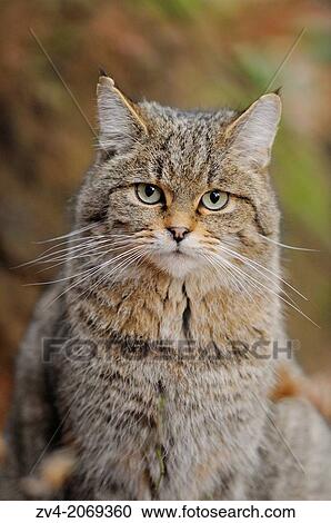 Portrait of a European wildcat (Felis silvestris silvestris) in autumn in the bavarian forest. View Large Photo Image Stock Image - Portrait of a European wildcat (Felis silvestris silvestris) in autumn in the bavarian forest.. Fotosearch