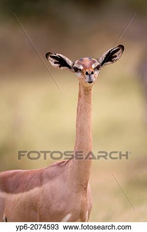 portrait of a female Gerenuk (Litocranius walleri), Samburu National Reserve, Kenya. View Large Photo Image Stock Image - portrait of a female Gerenuk (Litocranius walleri), Samburu National Reserve, Kenya.. Fotosearch