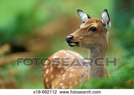 Portrait of a female Sika (Cervus nippon). North Rhine-Westphalia. Germany View Large Photo Image Stock Image - Portrait of a female Sika (Cervus nippon). North Rhine-Westphalia. Germany. Fotosearch