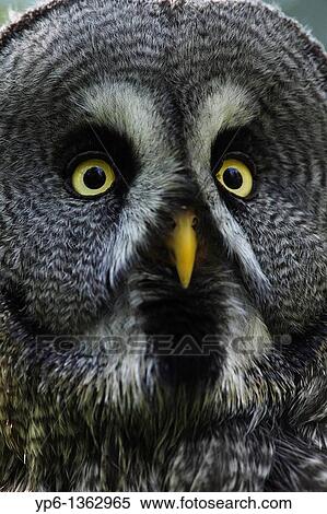 Stock Photography - portrait of a Great Grey Owl Strix nebulosa, Ranua Zoo, Finland. Fotosearch