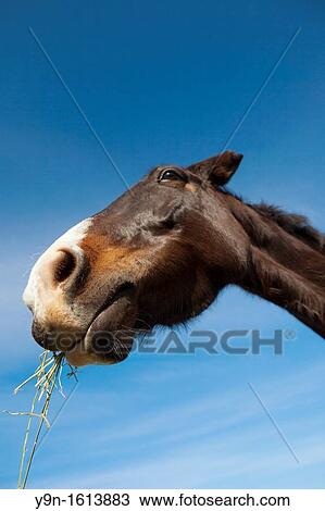 Portrait of a horse at a riding school in Knysna, South Africa View Large Photo Image Stock Image - Portrait of a horse at a riding school in Knysna, South Africa. Fotosearch
