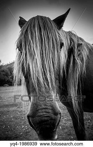 Stock Photo - Portrait of a horse next to the monastery of San Antolin de Bedon, Llanes, Asturias, Spain. Fotosearch