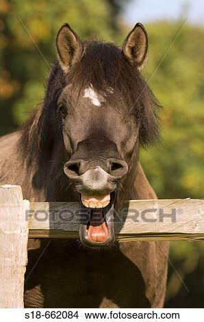 Portrait of a horse, which is showing his teeth. North Rhine-Westphalia. Germany View Large Photo Image Picture - Portrait of a horse, which is showing his teeth. North Rhine-Westphalia. Germany. Fotosearch