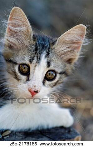 Portrait of a kitten looking at camera. View Large Photo Image Stock Photography - Portrait of a kitten looking at camera.. Fotosearch