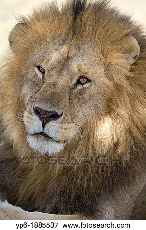 Stock Photo - portrait of a Lion Panthera leo, Serengeti National Park, Tanzania. Fotosearch