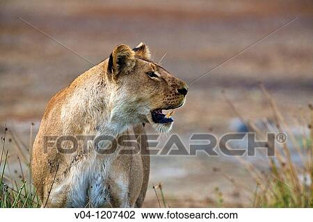 Portrait of a lioness (Panthera leo) in the Serengeti National Park in Tanzania, Africa View Large Photo Image Stock Image - Portrait of a lioness (Panthera leo) in the Serengeti National Park in Tanzania, Africa. Fotosearch