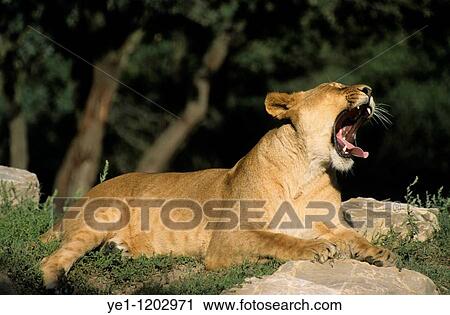 Stock Image - Portrait of a lioness yawning as she rests by some rocks.. Fotosearch