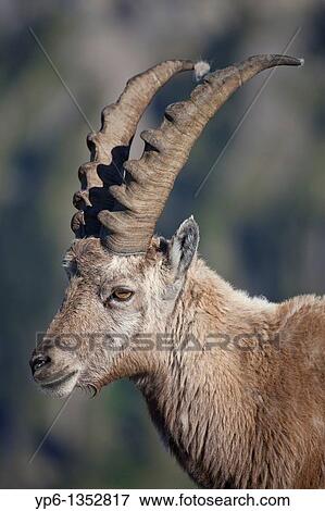 Stock Photo - portrait of a male Alpine Ibex Capra ibex, Niederhorn, Switzerland. Fotosearch