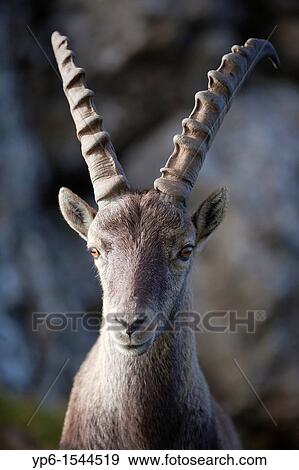 Stock Photo - portrait of a male Alpine Ibex Capra ibex, Niederhorn, Switzerland. Fotosearch