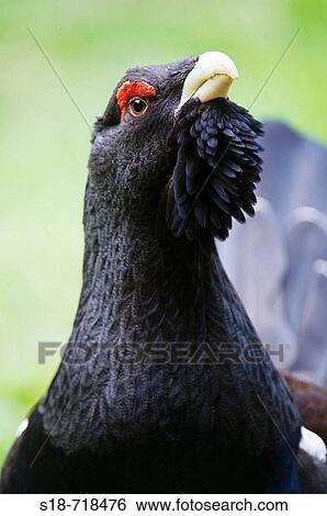 Portrait of a male capercaillie in the? zoo area? of the Bavarian Forest National Park, Germany View Large Photo Image Stock Photograph - Portrait of a male capercaillie in the? zoo area? of the Bavarian Forest National Park, Germany. Fotosearch
