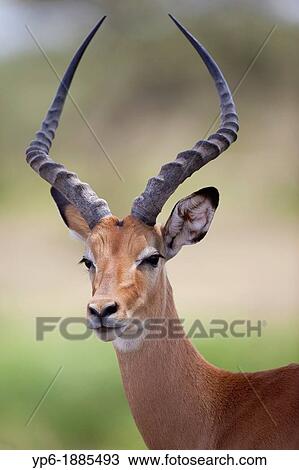 portrait of a male Impala Aepyceros melampus, Serengeti National Park, Tanzania View Large Photo Image Stock Image - portrait of a male Impala Aepyceros melampus, Serengeti National Park, Tanzania. Fotosearch