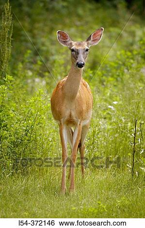 Portrait of a Michigan white tail deer. USA. View Large Photo Image Stock Photograph - Portrait of a Michigan white tail deer. USA.. Fotosearch
