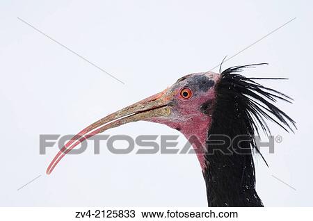 Stock Image - Portrait of a Northern Bald Ibis (Geronticus eremita) in winter, Germany, Europe. Fotosearch