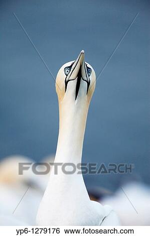 portrait of a Northern Gannet, Sula bassana, Heligoland, Germany View Large Photo Image Stock Photograph - portrait of a Northern Gannet, Sula bassana, Heligoland, Germany. Fotosearch