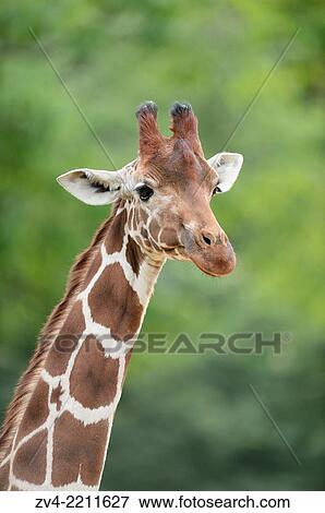 Portrait of a reticulated giraffe (Giraffa camelopardalis reticulata) in spring. View Large Photo Image Stock Photo - Portrait of a reticulated giraffe (Giraffa camelopardalis reticulata) in spring.. Fotosearch