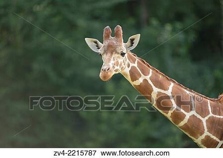 Portrait of a reticulated giraffe (Giraffa camelopardalis reticulata) in spring. View Large Photo Image Stock Photo - Portrait of a reticulated giraffe (Giraffa camelopardalis reticulata) in spring.. Fotosearch