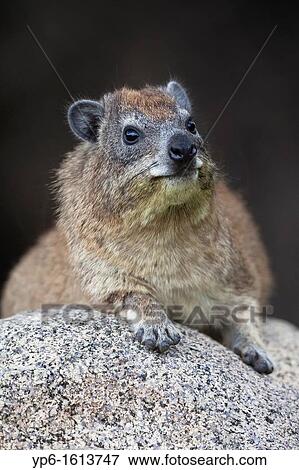 portrait of a Rock Hyrax Procavia capensis, Serengeti National Park, Tanzania View Large Photo Image Stock Photo - portrait of a Rock Hyrax Procavia capensis, Serengeti National Park, Tanzania. Fotosearch