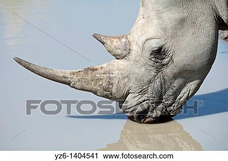 Stock Image - Portrait of a square-lipped rhinoceros Ceratotherium simum drinking at a pool Kruger National Park, South Africa. Fotosearch