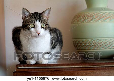 Portrait of a tabby cat sitting on a sideboard in a Sphinx-like pose. View Large Photo Image Stock Photograph - Portrait of a tabby cat sitting on a sideboard in a Sphinx-like pose.. Fotosearch