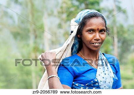 Portrait of a Tamil tea plucker, Dickoya, Hill Country, Sri Lanka, Indian Ocean, Asia. View Large Photo Image Stock Photo - Portrait of a Tamil tea plucker, Dickoya, Hill Country, Sri Lanka, Indian Ocean, Asia.. Fotosearch