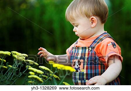 Portrait of a toddler curiosly playing with flowers in the garden View Large Photo Image Stock Photo - Portrait of a toddler curiosly playing with flowers in the garden. Fotosearch