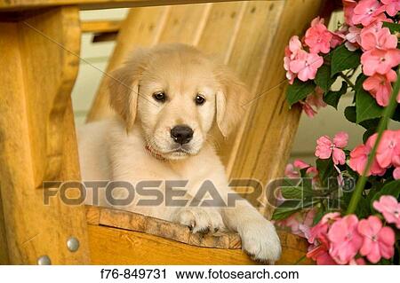 Portrait of a twelve week old golden retriever puppy View Large Photo Image Stock Image - Portrait of a twelve week old golden retriever puppy. Fotosearch
