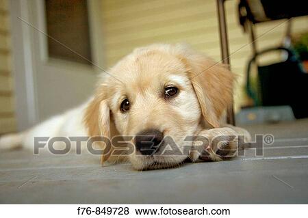 Portrait of a twelve week old golden retriever puppy View Large Photo Image Stock Photo - Portrait of a twelve week old golden retriever puppy. Fotosearch