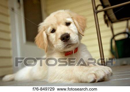 Portrait of a twelve week old golden retriever puppy View Large Photo Image Stock Photo - Portrait of a twelve week old golden retriever puppy. Fotosearch