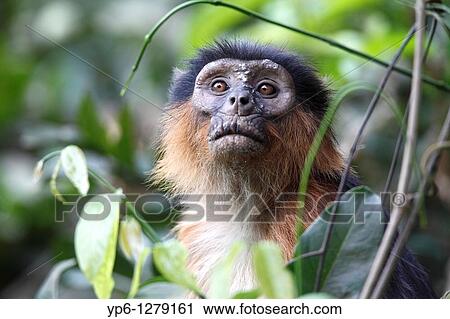 portrait of a Western Red Colobus, Piliocolobus badius, sitting between plants in forest, The Gambia View Large Photo Image Stock Image - portrait of a Western Red Colobus, Piliocolobus badius, sitting between plants in forest, The Gambia. Fotosearch