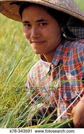 Portrait of a women working in a rice field, one of the country's main and biggest export. Mandalay region, Myanmar View Large Photo Image Stock Image - Portrait of a women working in a rice field, one of the country's main and biggest export. Mandalay region, Myanmar. Fotosearch