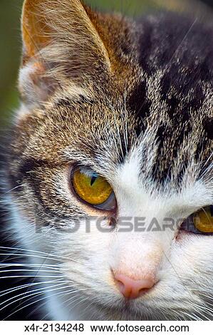 Portrait of a young cat. View Large Photo Image Stock Photo - Portrait of a young cat.. Fotosearch