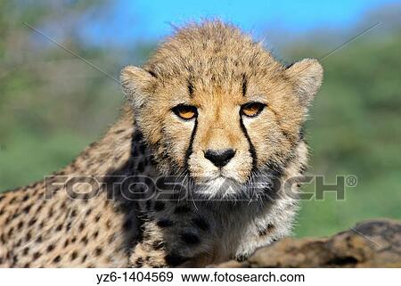 Stock Photo - Portrait of a young cheetah Acinonyx jubatus Private game farm near Windhoek, Namibia. Fotosearch