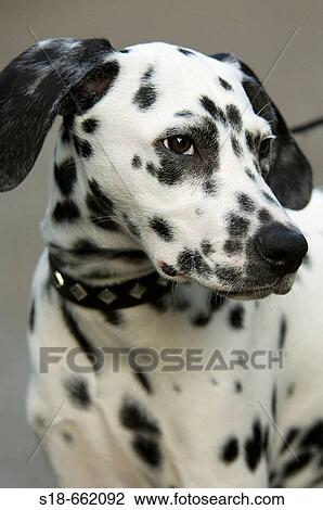 Portrait of a young Dalmatian. Germany View Large Photo Image Stock Image - Portrait of a young Dalmatian. Germany. Fotosearch